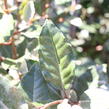 Hlošina Ebbingeova 'Compacta' - Elaeagnus x ebbingei 'Compacta'