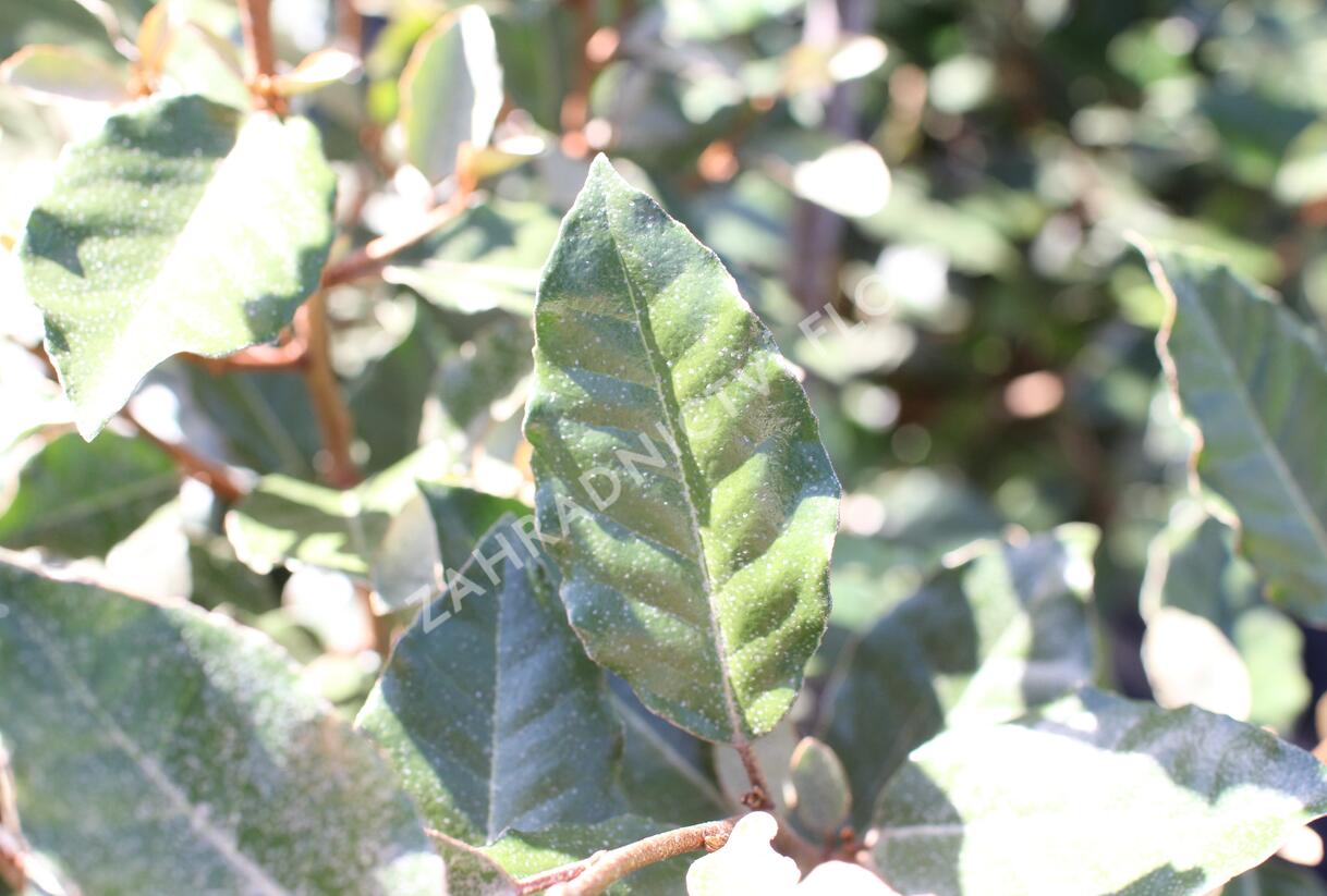 Hlošina Ebbingeova 'Compacta' - Elaeagnus x ebbingei 'Compacta'