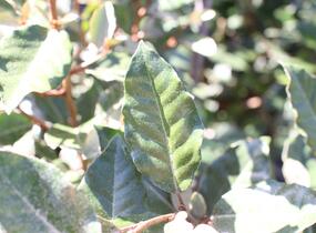 Hlošina Ebbingeova 'Compacta' - Elaeagnus x ebbingei 'Compacta'