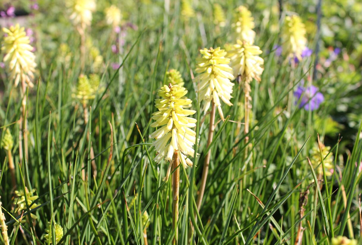 Kleopatřina jehla 'Poco Citron' - Kniphofia uvaria 'Poco Citron'®