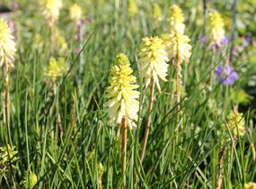 Kleopatřina jehla 'Poco Citron' - Kniphofia uvaria 'Poco Citron'®