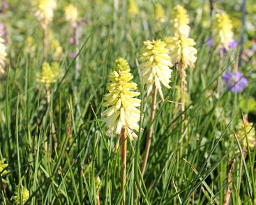 Kleopatřina jehla 'Poco Citron'