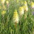 Kniphofia uvaria 'Poco Citron'®_01.JPG