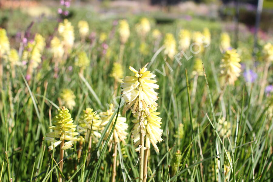 Kleopatřina jehla 'Poco Citron' - Kniphofia uvaria 'Poco Citron'®