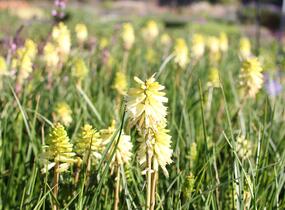 Kleopatřina jehla 'Poco Citron' - Kniphofia uvaria 'Poco Citron'®