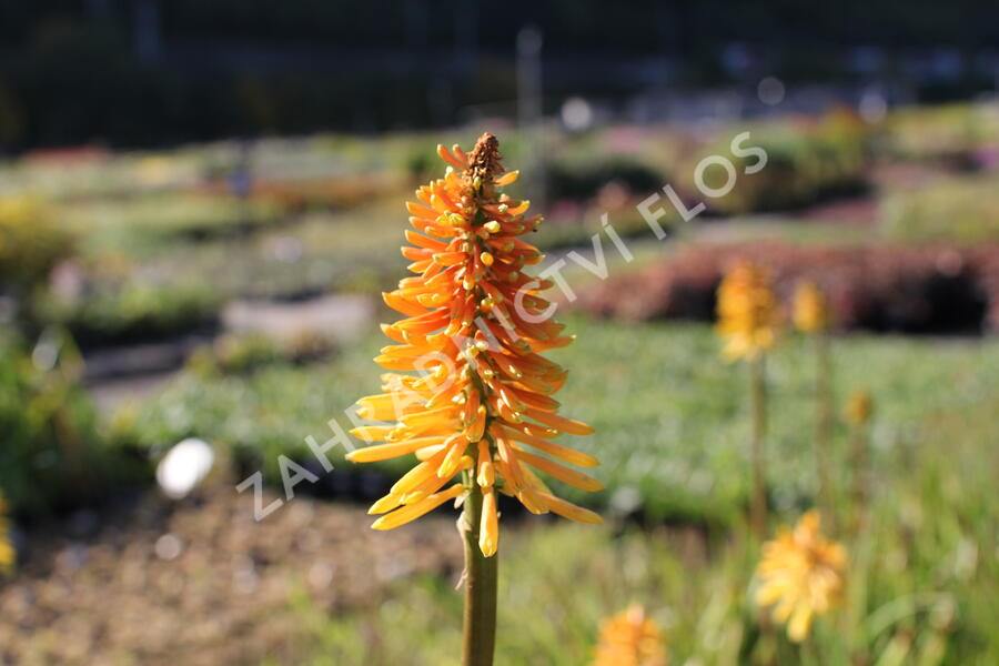 Kleopatřina jehla (mnohokvět) ‘Wrexham Buttercup’ - Kniphofia ‘Wrexham Buttercup’