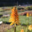 Kleopatřina jehla (mnohokvět) ‘Wrexham Buttercup’ - Kniphofia ‘Wrexham Buttercup’