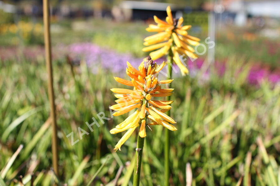 Kleopatřina jehla (mnohokvět) ‘Wrexham Buttercup’ - Kniphofia ‘Wrexham Buttercup’