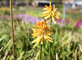 Kleopatřina jehla (mnohokvět) ‘Wrexham Buttercup’ - Kniphofia ‘Wrexham Buttercup’