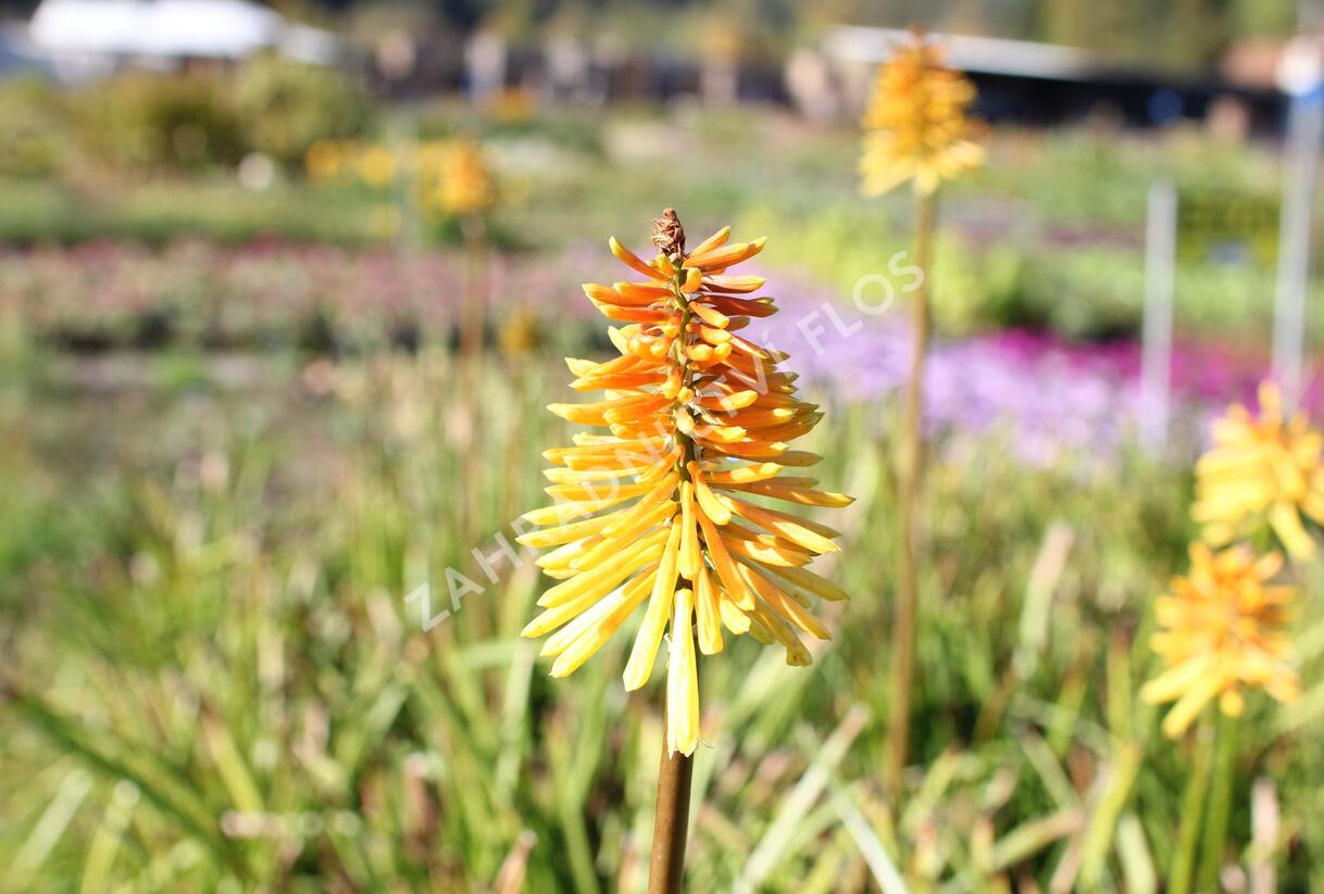 Kleopatřina jehla (mnohokvět) ‘Wrexham Buttercup’ - Kniphofia ‘Wrexham Buttercup’