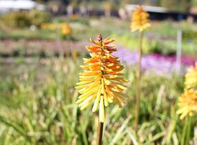 Kleopatřina jehla (mnohokvět) ‘Wrexham Buttercup’ - Kniphofia ‘Wrexham Buttercup’