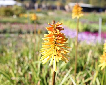 Kleopatřina jehla (mnohokvět) ‘Wrexham Buttercup’