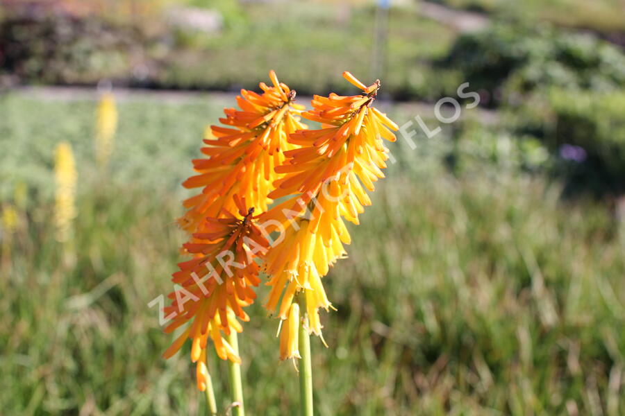 Kleopatřina jehla (mnohokvět) 'Little Maid' - Kniphofia uvaria 'Little Maid'