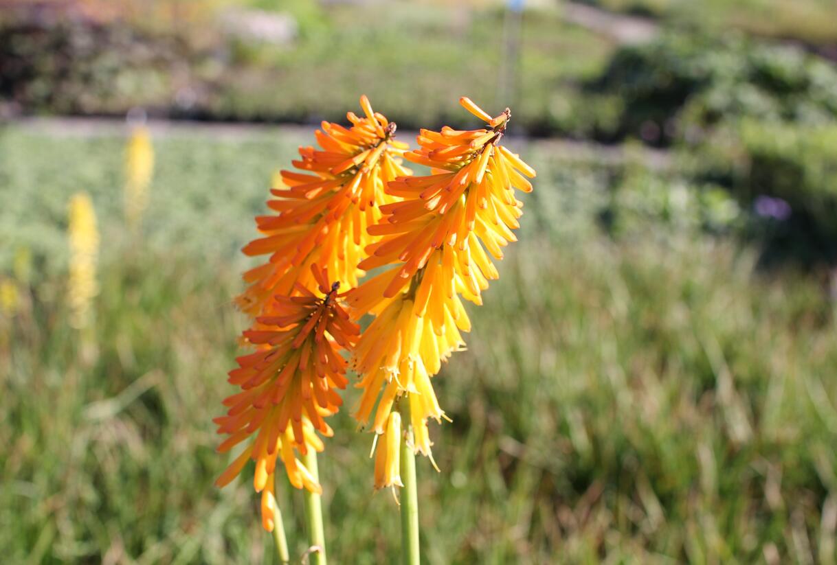 Kleopatřina jehla (mnohokvět) 'Little Maid' - Kniphofia uvaria 'Little Maid'