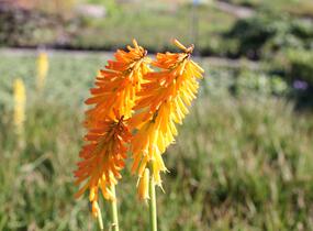 Kleopatřina jehla (mnohokvět) 'Little Maid' - Kniphofia uvaria 'Little Maid'