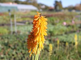 Kleopatřina jehla (mnohokvět) 'Little Maid' - Kniphofia uvaria 'Little Maid'