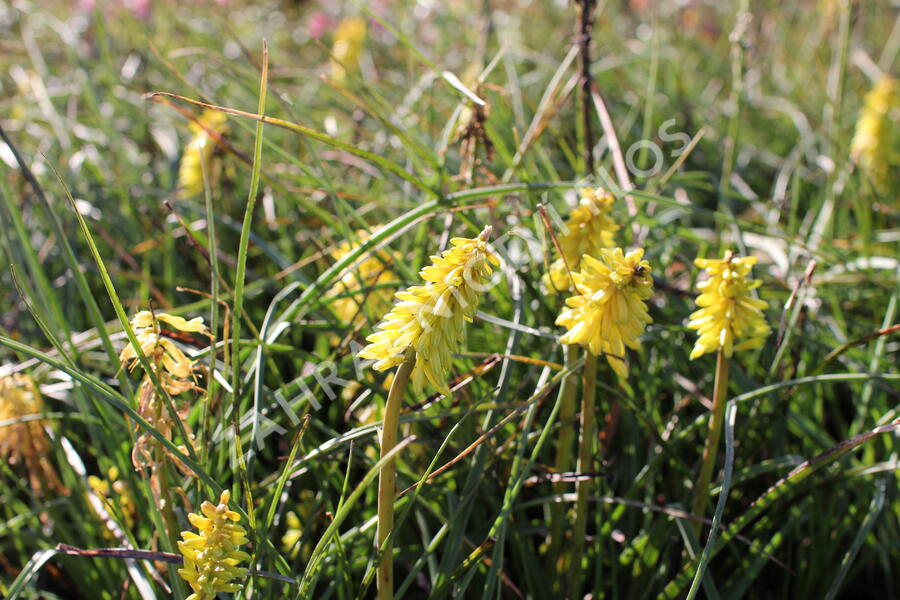 Kleopatřina jehla 'Poco Yellow' - Kniphofia uvaria 'Poco Yellow'