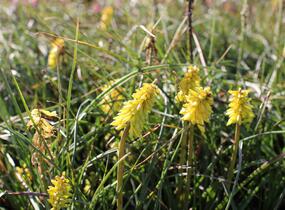 Kleopatřina jehla 'Poco Yellow' - Kniphofia uvaria 'Poco Yellow'