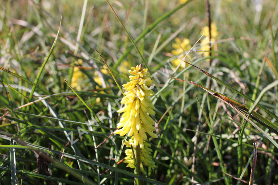 Kleopatřina jehla 'Poco Yellow' - Kniphofia uvaria 'Poco Yellow'