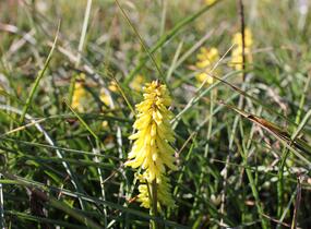 Kleopatřina jehla 'Poco Yellow' - Kniphofia uvaria 'Poco Yellow'