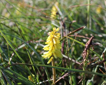 Kleopatřina jehla 'Poco Yellow'