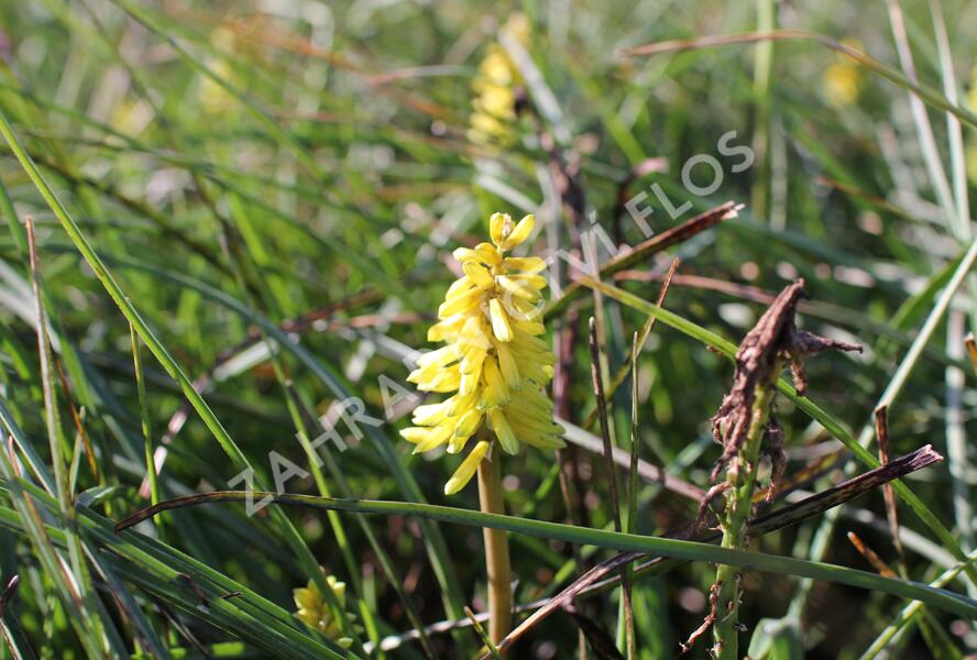 Kleopatřina jehla 'Poco Yellow' - Kniphofia uvaria 'Poco Yellow'