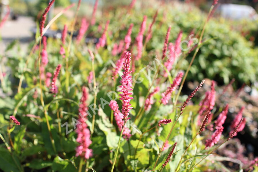 Rdesno objímavé 'Flamingo Feathers' - Bistorta amplexicaulis 'Flamingo Feathers'