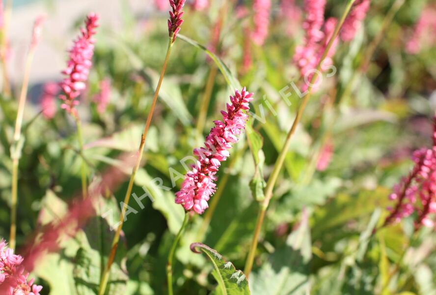Rdesno objímavé 'Flamingo Feathers' - Bistorta amplexicaulis 'Flamingo Feathers'