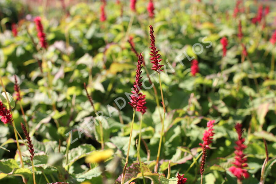 Rdesno objímavé 'Anna's Choice' - Bistorta amplexicaulis 'Anna's Choice'