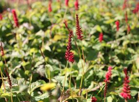 Rdesno objímavé 'Anna's Choice' - Bistorta amplexicaulis 'Anna's Choice'