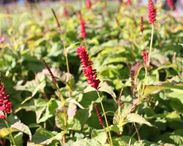 Rdesno objímavé 'Anna's Choice'