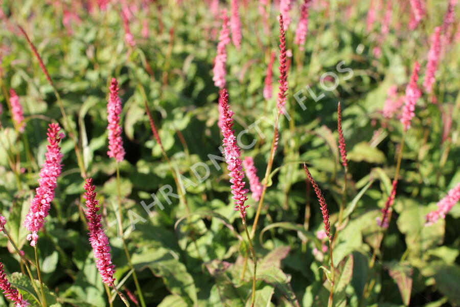 Rdesno objímavé 'Fascination' - Bistorta amplexicaulis 'Fascination'