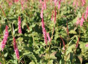 Rdesno objímavé 'Fascination' - Bistorta amplexicaulis 'Fascination'