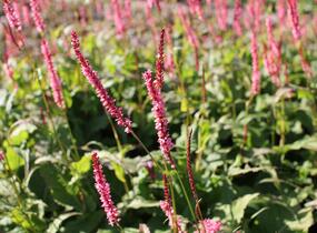 Rdesno objímavé 'Fascination' - Bistorta amplexicaulis 'Fascination'