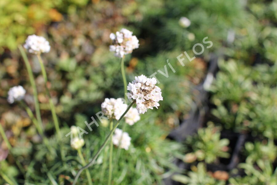 Trávnička přímořská 'Morning Star White' - Armeria maritima 'Morning Star White'