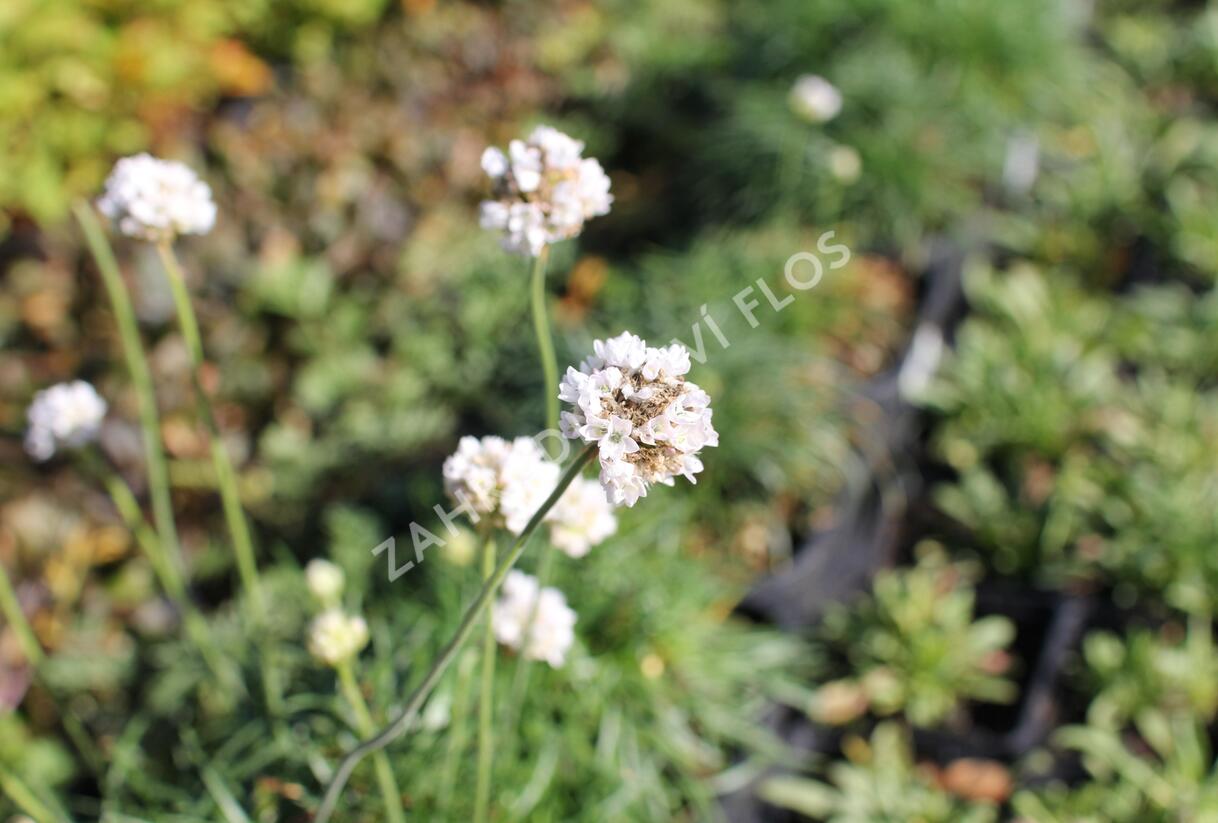 Trávnička přímořská 'Morning Star White' - Armeria maritima 'Morning Star White'