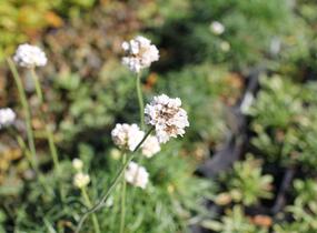 Trávnička přímořská 'Morning Star White' - Armeria maritima 'Morning Star White'