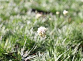 Trávnička přímořská 'Morning Star White' - Armeria maritima 'Morning Star White'