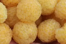 Maliník balkonový 'Goodasgold'