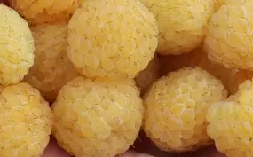 Maliník balkonový 'Goodasgold' - Rubus idaeus 'Goodasgold'