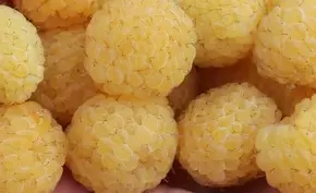 Maliník balkonový 'Goodasgold'