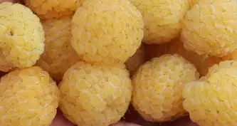 Maliník balkonový 'Goodasgold'