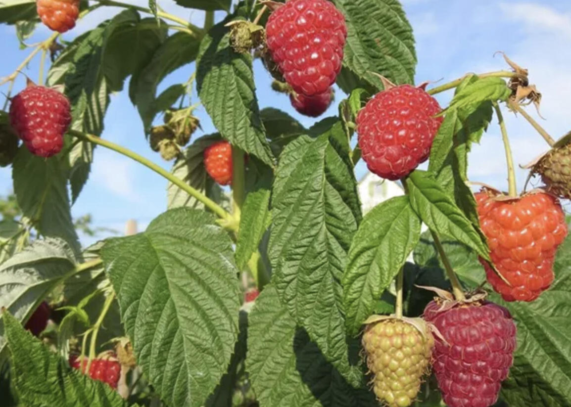 Maliník remontantní 'Enrosadira' - Rubus idaeus 'Enrosadira'