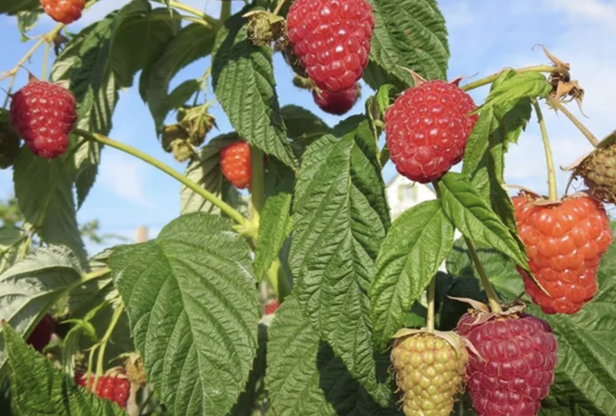 Maliník remontantní 'Enrosadira' - Rubus idaeus 'Enrosadira'