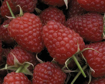 Maliník remontantní 'Polka'