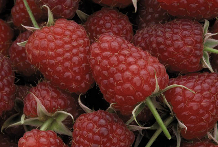 Maliník remontantní 'Polka' - Rubus idaeus 'Polka'