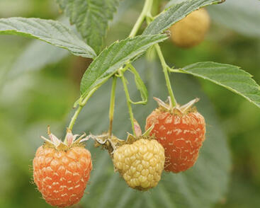 Maliník velkoplodý 'Summer Lovers Patio Orange'