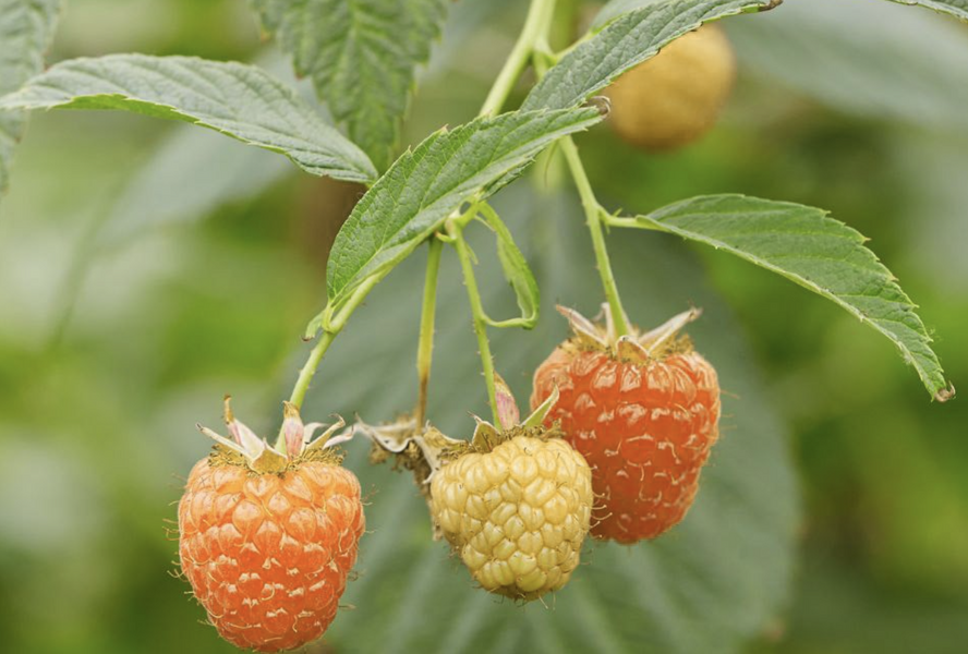 Maliník velkoplodý 'Summer Lovers Patio Orange' - Rubus idaeus 'Summer Lovers Patio Orange'