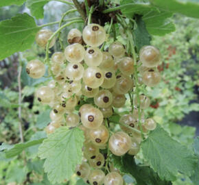 Rybíz bílý 'Weisse Versailler'