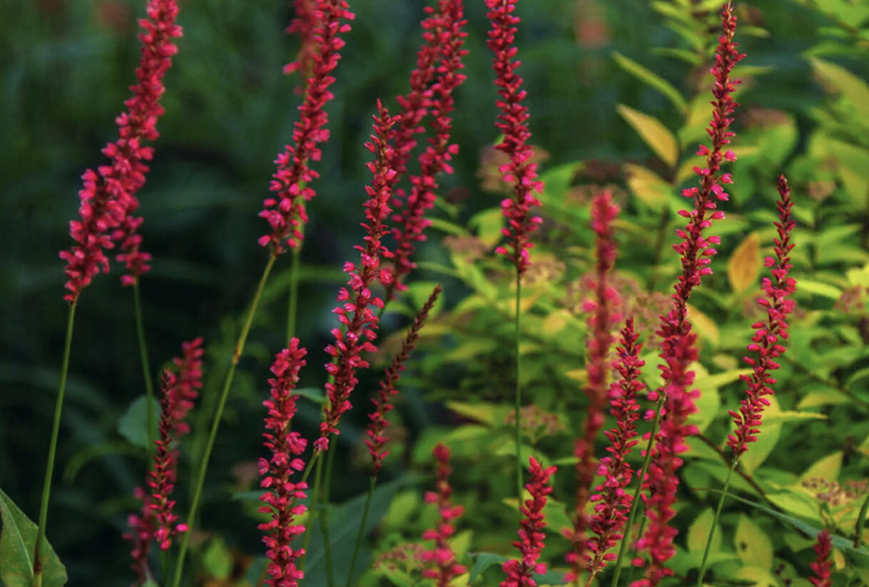 Rdesno objímavé 'Black Dreams' - Bistorta amplexicaulis 'Black Dreams'